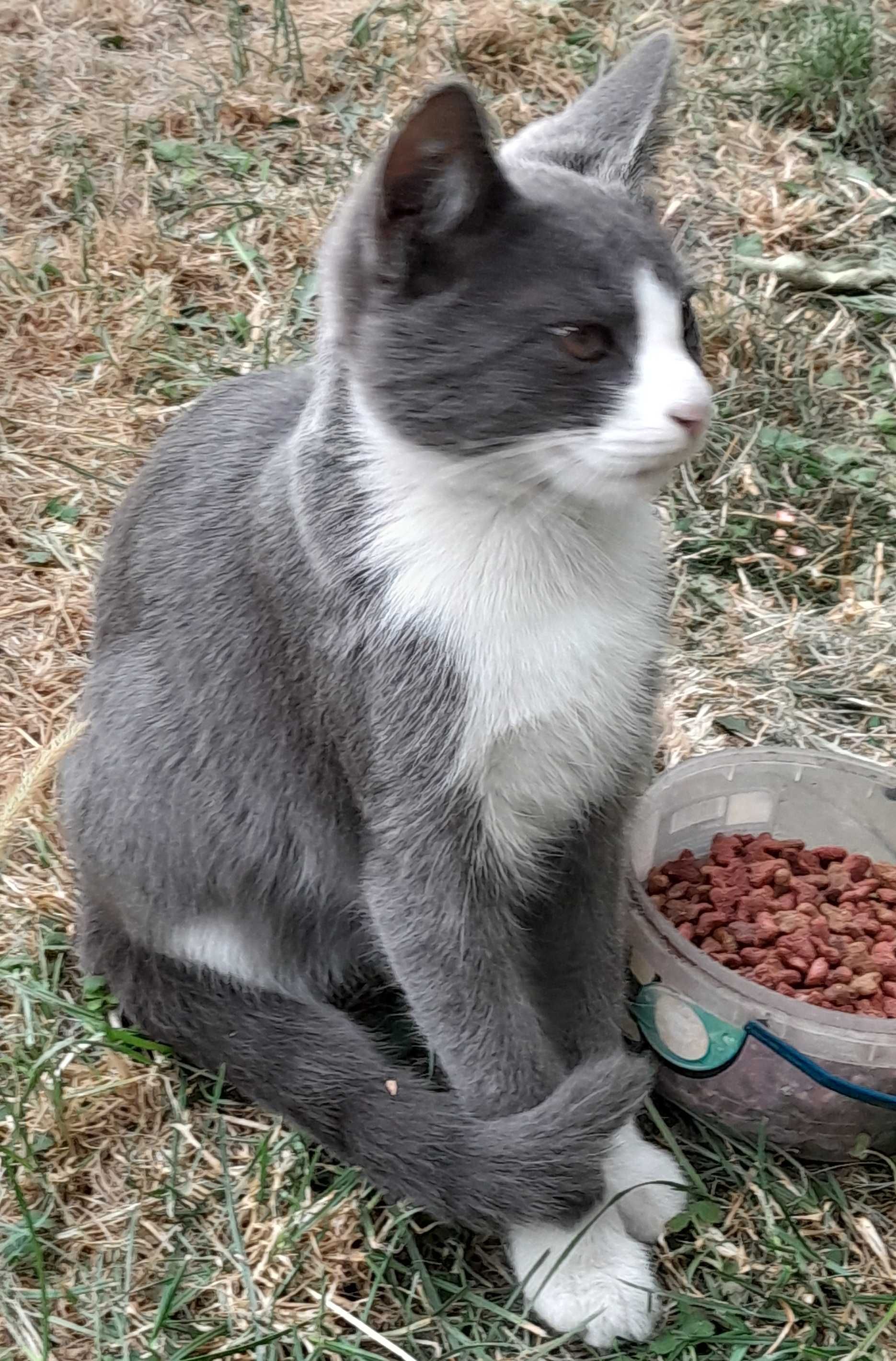 Котик ищет дом.  бесплатно