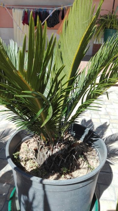 Ciccas revolutas Ornamentais