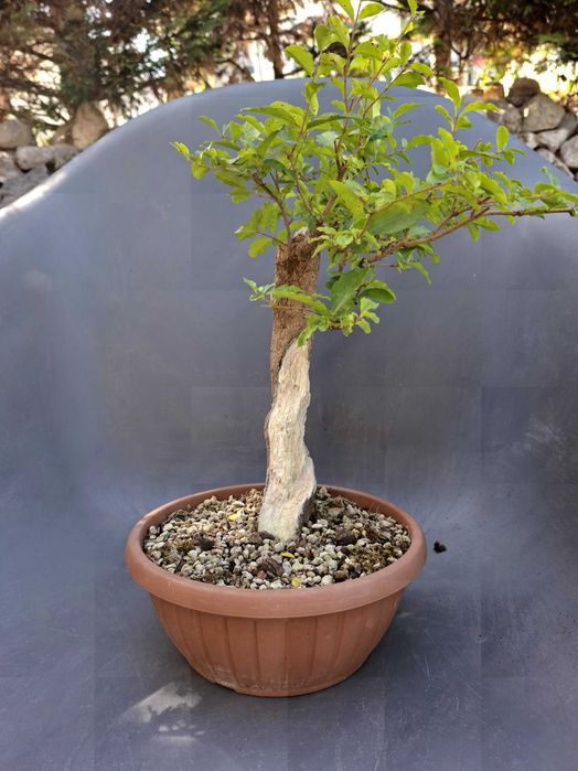 Pré-Bonsai Ligustrum