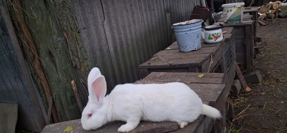 Кролики порада терманські білі та серебро