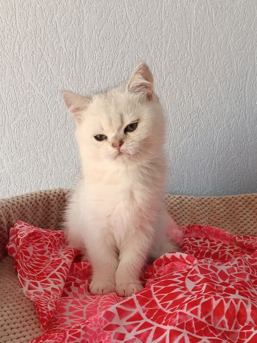 Шотландська шиншилла срібна