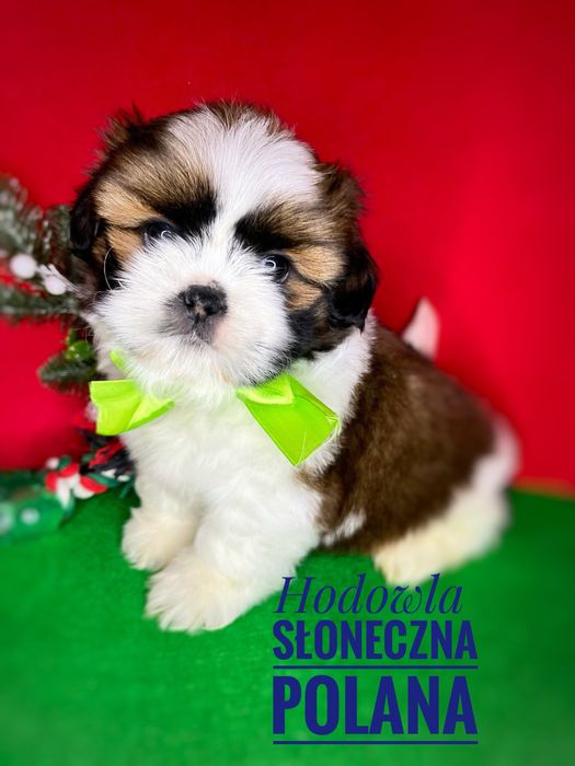 Shih-tzu piesek z rodowodem