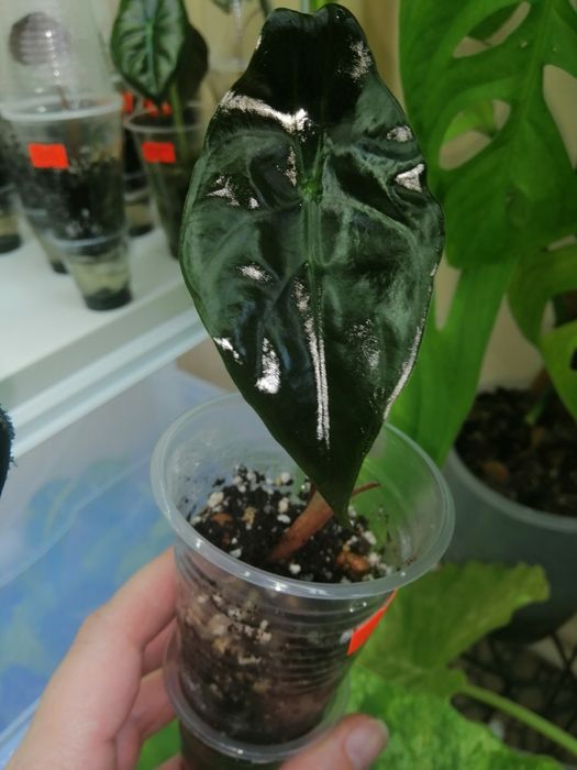 Алоказия много сортов