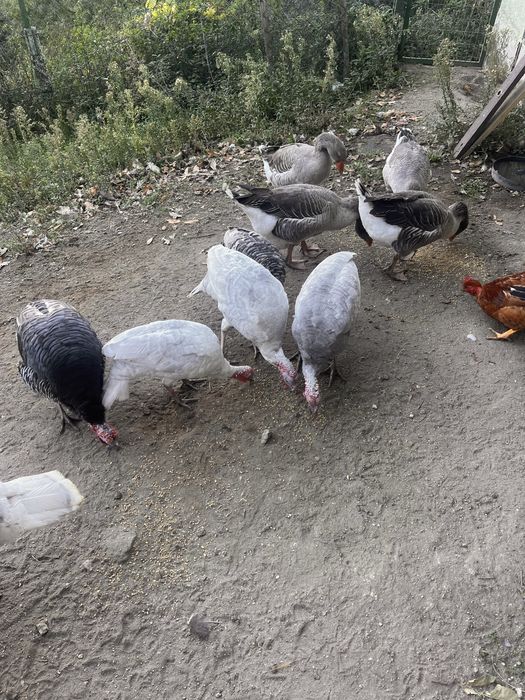 Vendo perús nascidos em Abril