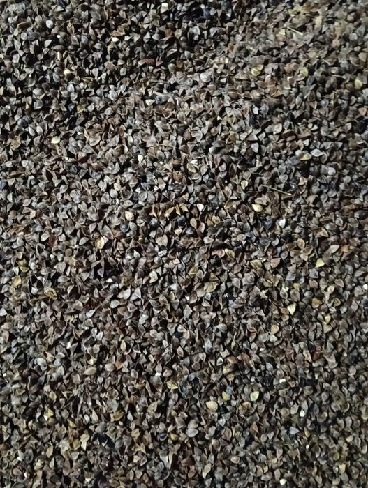 Gryka ekologiczna odmiana Korona