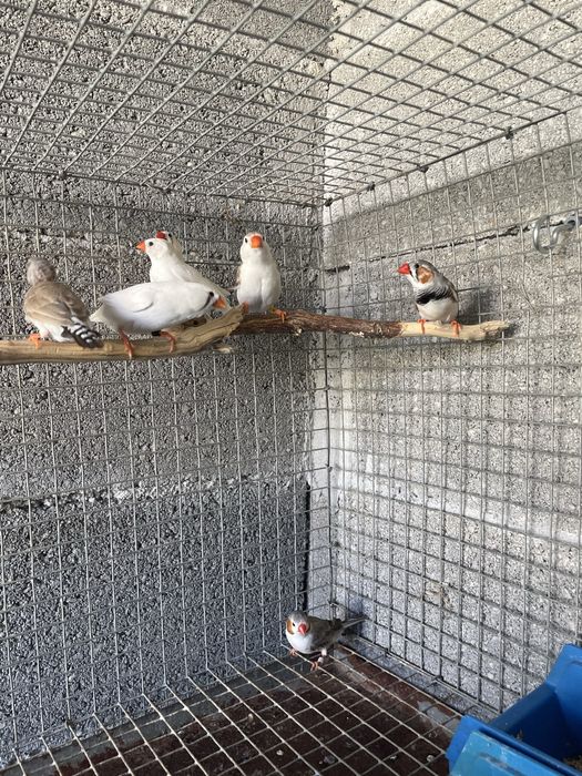 mandarins para venda