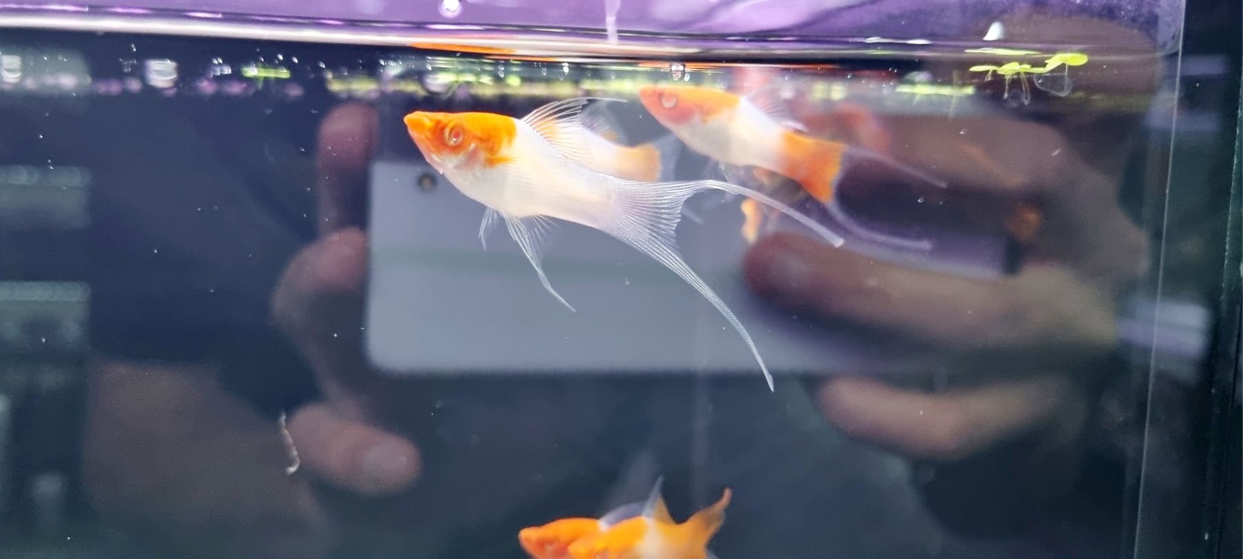 Mieczyk koi weloniasty