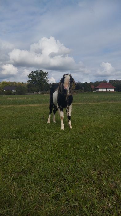 Sprzedam kozy do dalszego Chowu