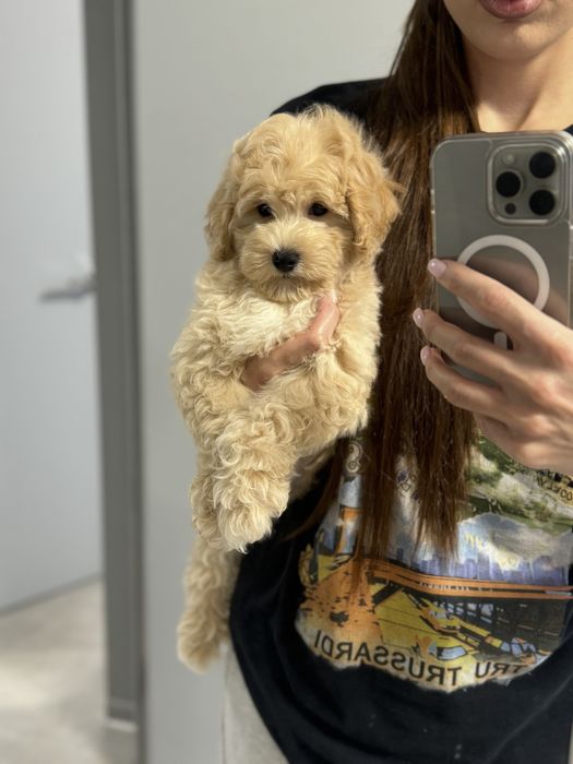 Мальтипу мальчик ф2