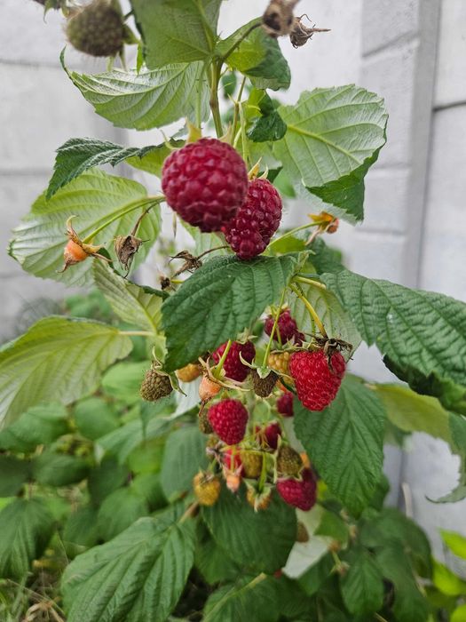 Sadzonki malin duże owoce