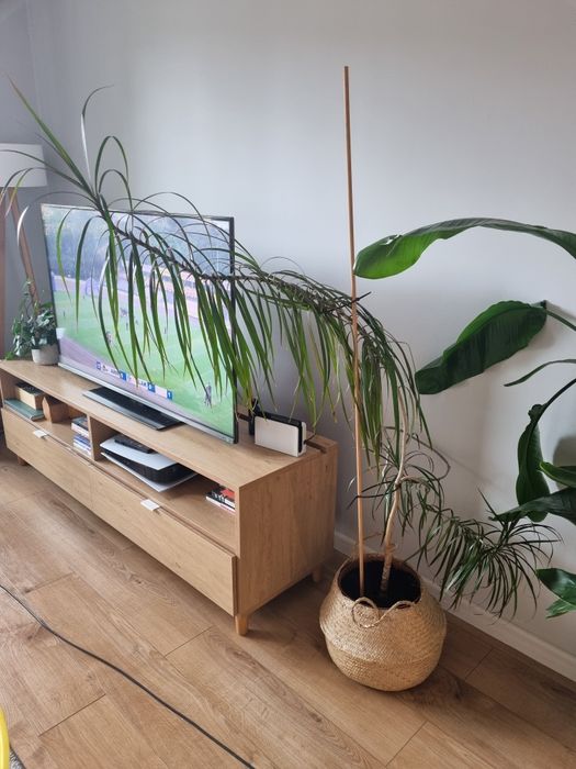 Duża roślina zielona, dracena, palma!