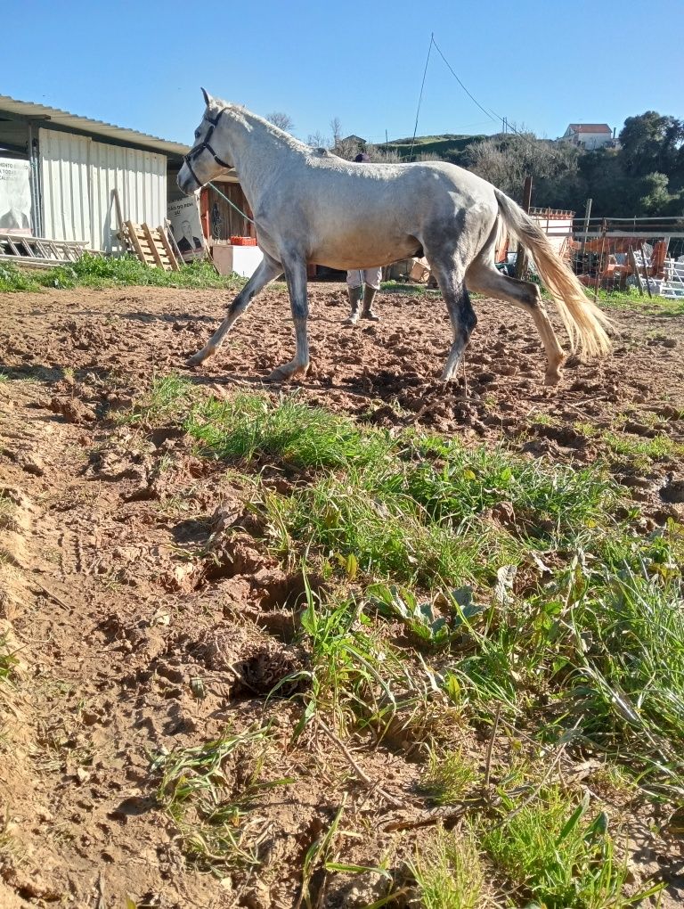 Cavalo crz  luzitano