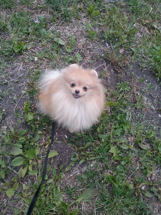 померанские мишки