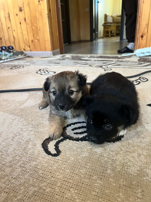 Віддамо собачок в добрі руки(дівчатка)