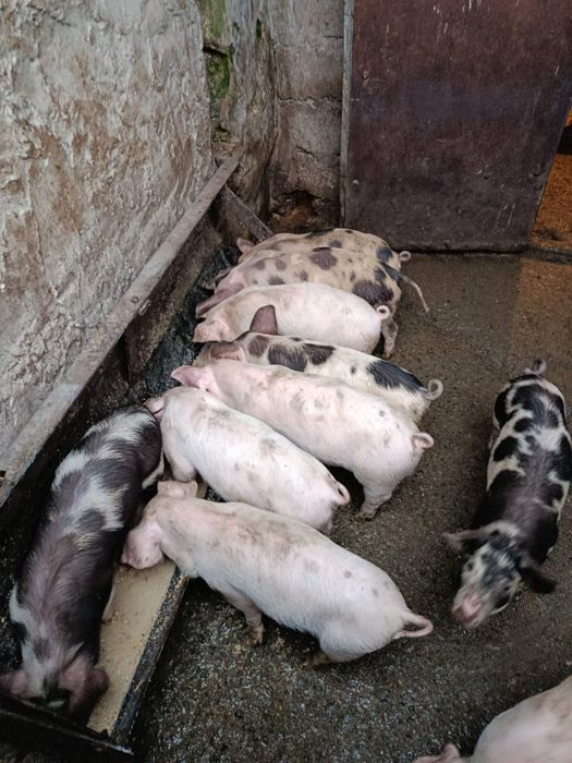 Продам поросят Ландрас