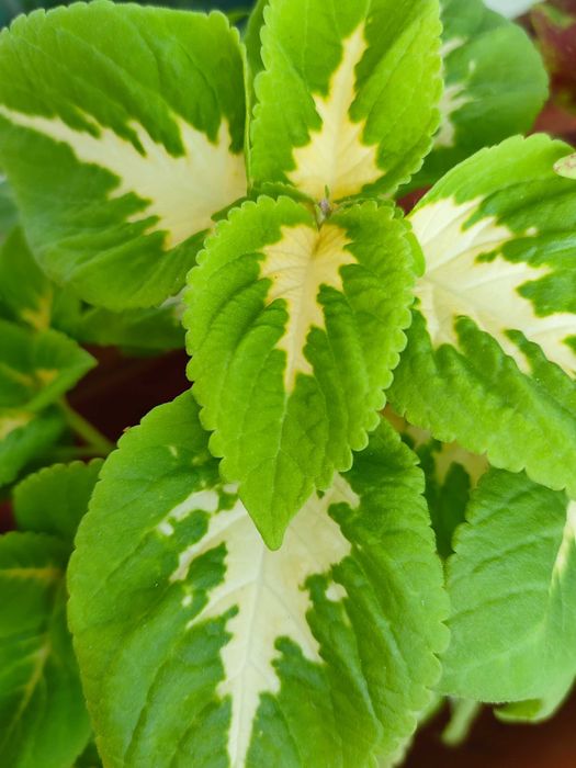 Koleus Coleus Pokrzywka brazylijska