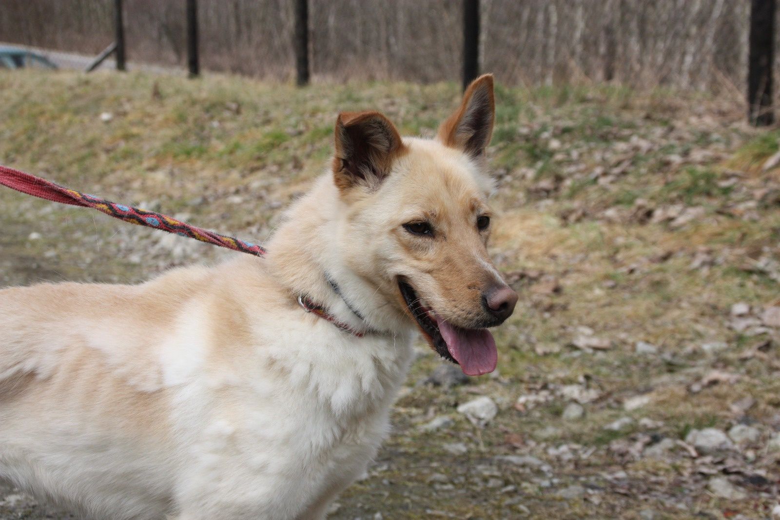 Suczka do adopcji. Sonia. Oddam psa.
