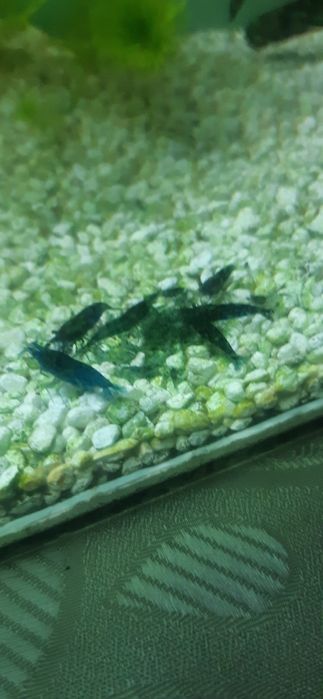 Krewetki blue velvet