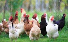 KURY NIOSKI  z wolnego wybiegu z pierwszym jajkiem !Rossa Messa Senny!