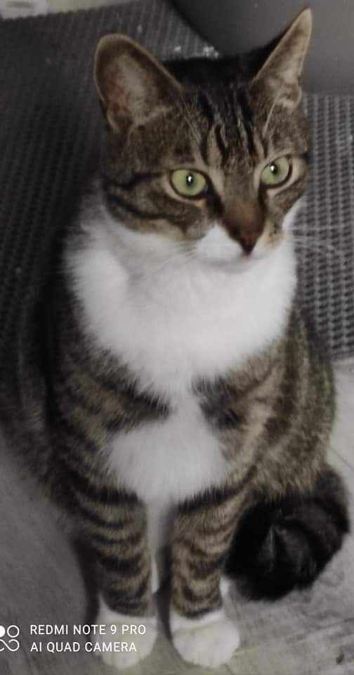 Do adopcji Aslan.