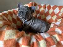 Buldogue Francês Blue