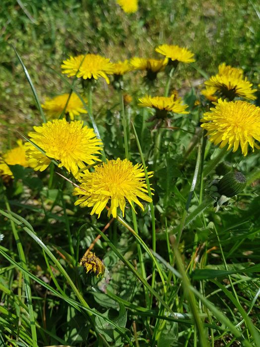 Suszone liście mniszka lekarskiego 100g zioła dla królika, świnki,