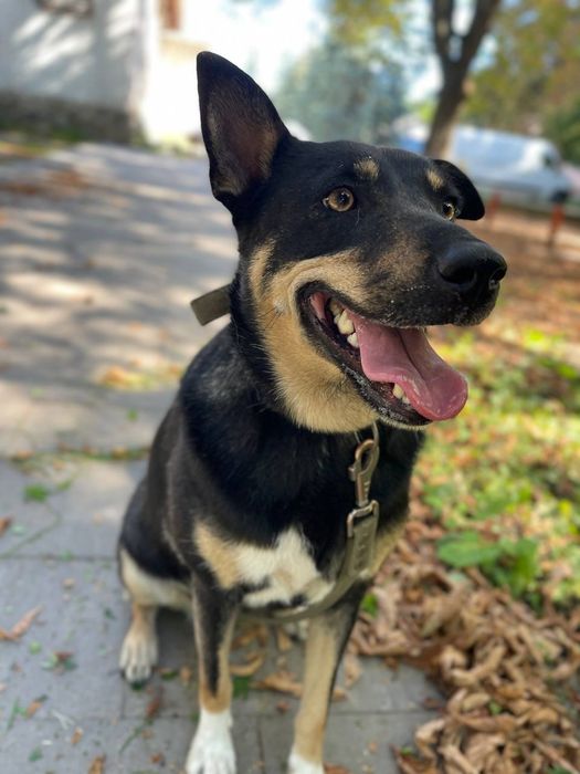 отдам бесплатно собаку, Китти 3 года