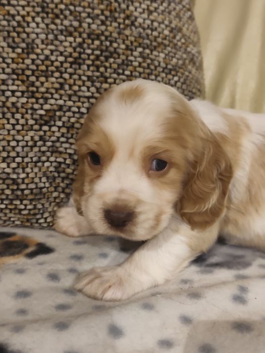 Cocker Spaniel MENINO