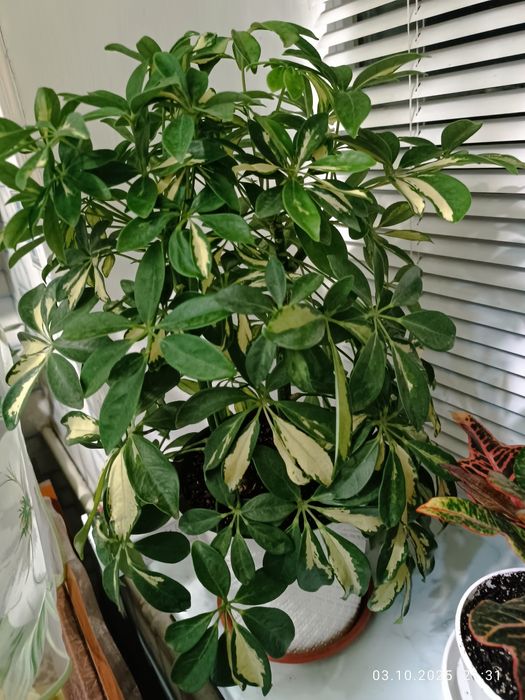 Шефлера  дві штуки в одному вазоні