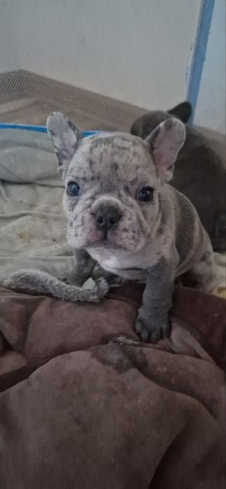 Продам щенка французского бульдошки