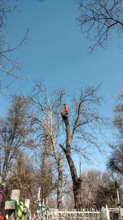 Спил обрезка деревьев. Удаление деревьев с корнем.Вывоз веток.