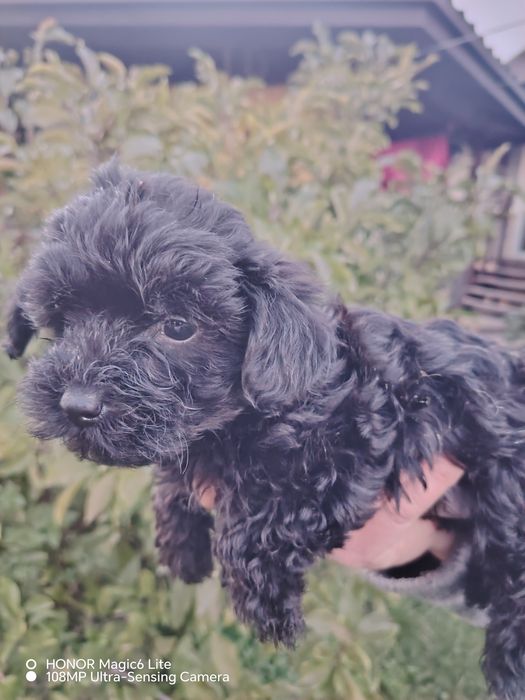 Śliczne Szczenięta yorkiepoo