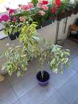 Kwiat Ficus benjamin