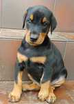 Doberman piękny pies samiec gotowy do odbioru