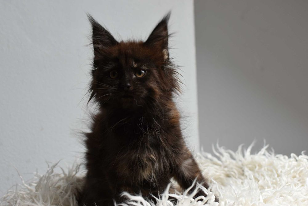 Kotka Maine Coon/Rodowód FPL
