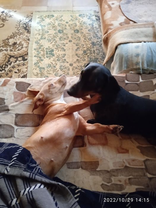 Отдам в хорошие руки