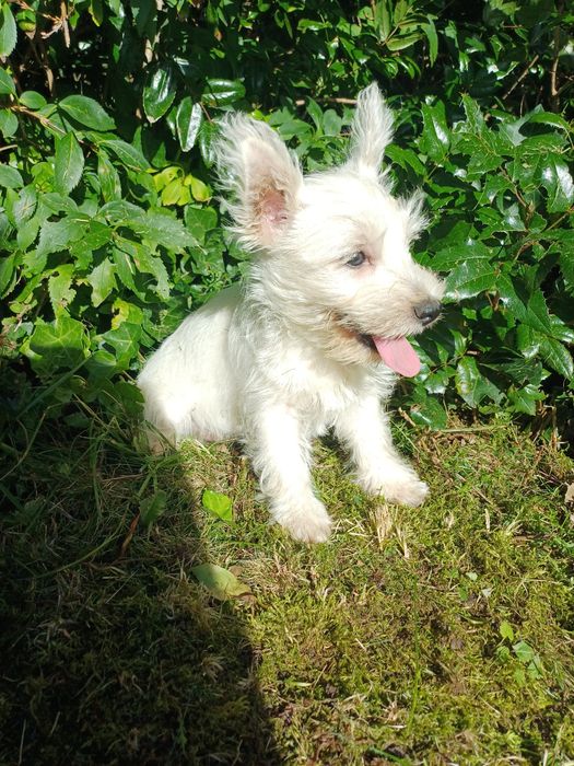 West  highland terrier white