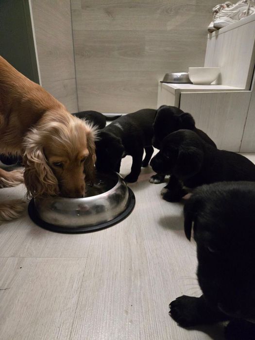 Цуценя спаніель (дівчатка)