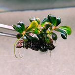 Bucephalandra Pygmaea "Bukit Kelam/Sintang"