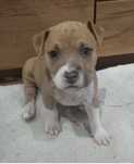 Do oddania sunia rasy Amstaff