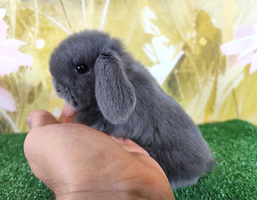 PIĘKNY Mini Lop niebieski bluey miniaturka baranek karzełek