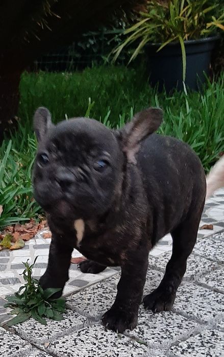 Buldog Francêsa preta exótica.