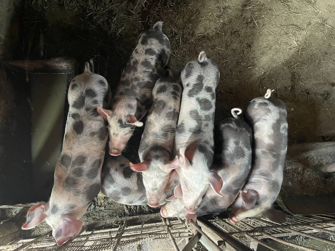 Поросята. Продам поросят