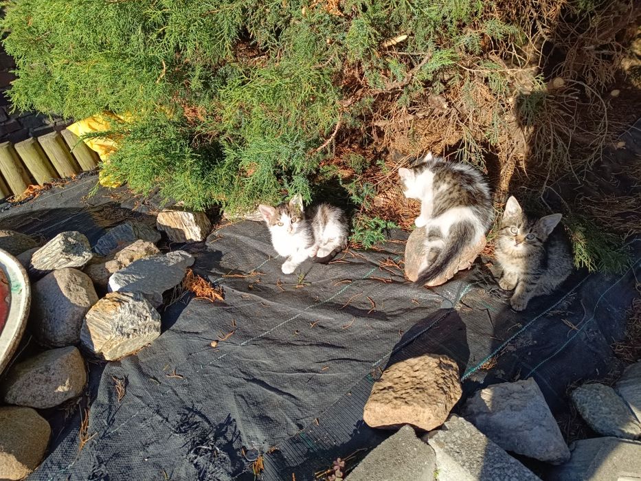 Oddam kotki za darmo