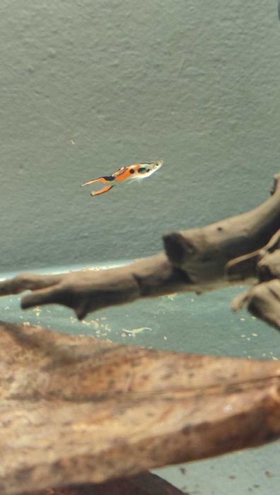 Vendo guppy endler