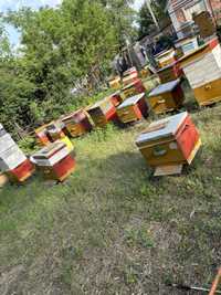Пасика бджолы ульи пчелы карника бакфост