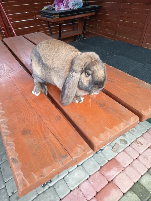 Samiec barana francuskiego