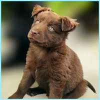 Шоколадный щенок-метис, 2 месяца, в хорошие руки! Щенки в дар