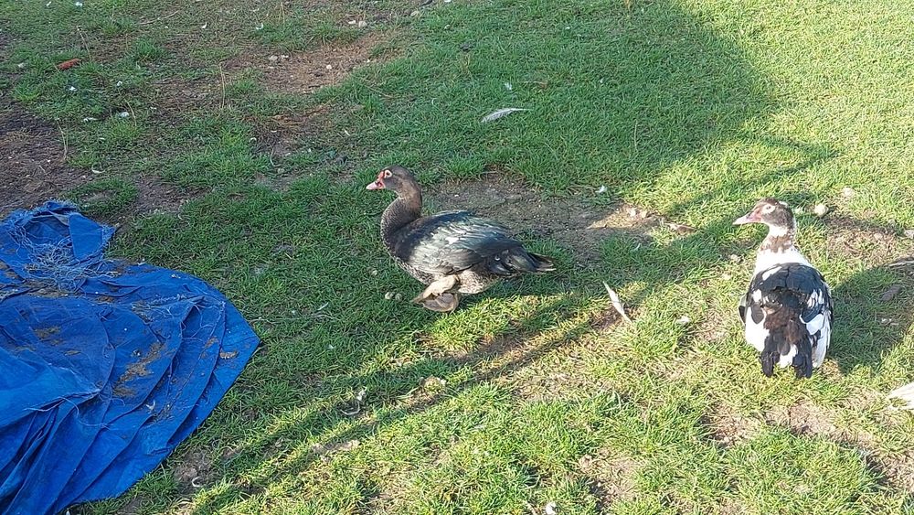 Kaczki Kaczor Francuskie