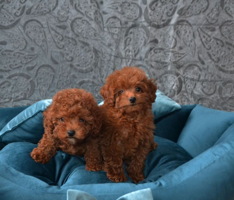 Вибір найкращіх пуделят .